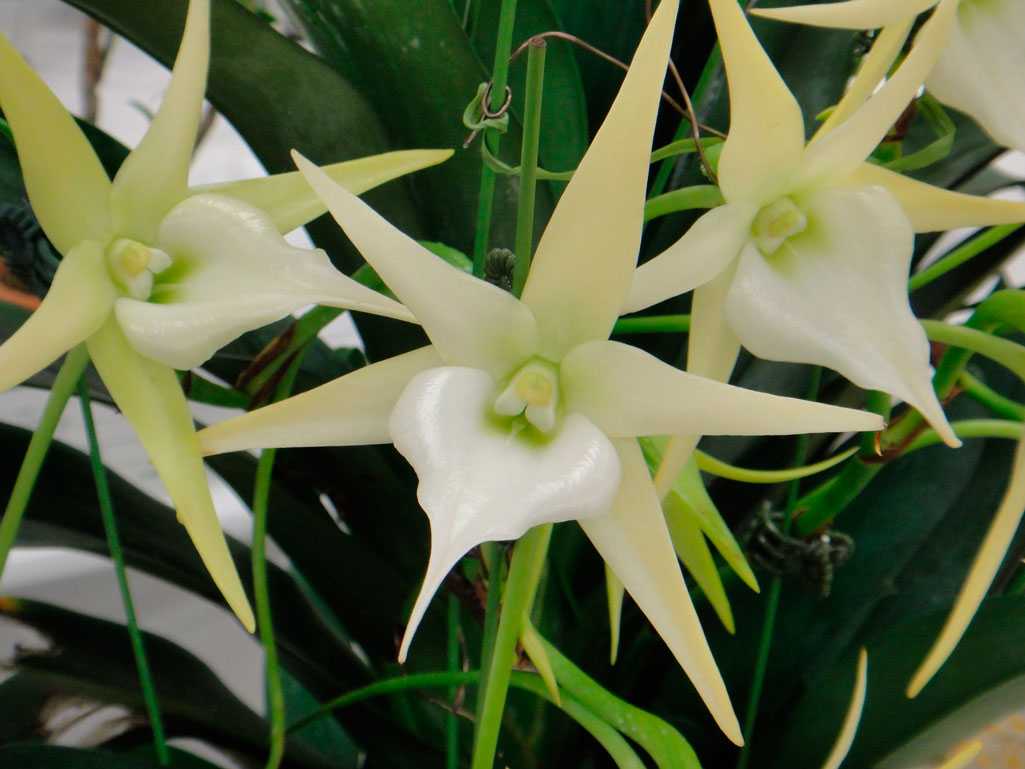 Орхидея: 🌺 уход в домашних условиях после покупки и цветения