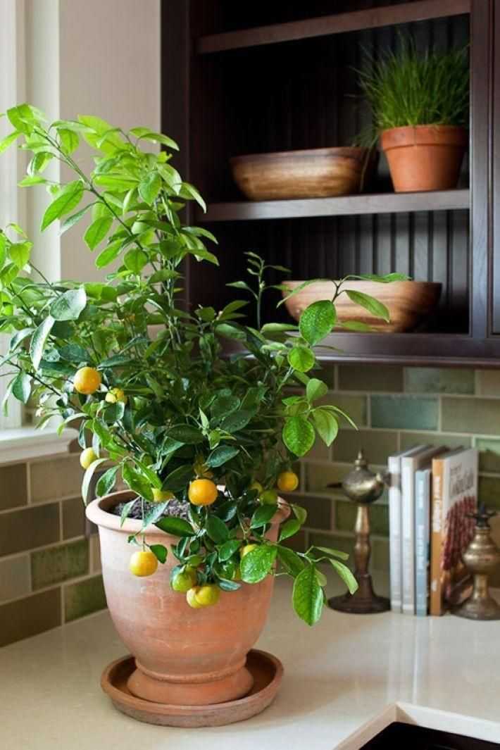 Нецветущие комнатные растения — список с фото и названиями