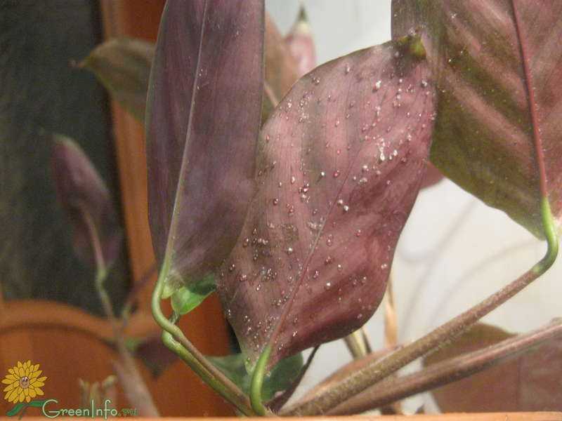 Калатея лансифолия (calathea lancifolia): фото, уход в домашних условиях, проблемы с листьями, пересадка