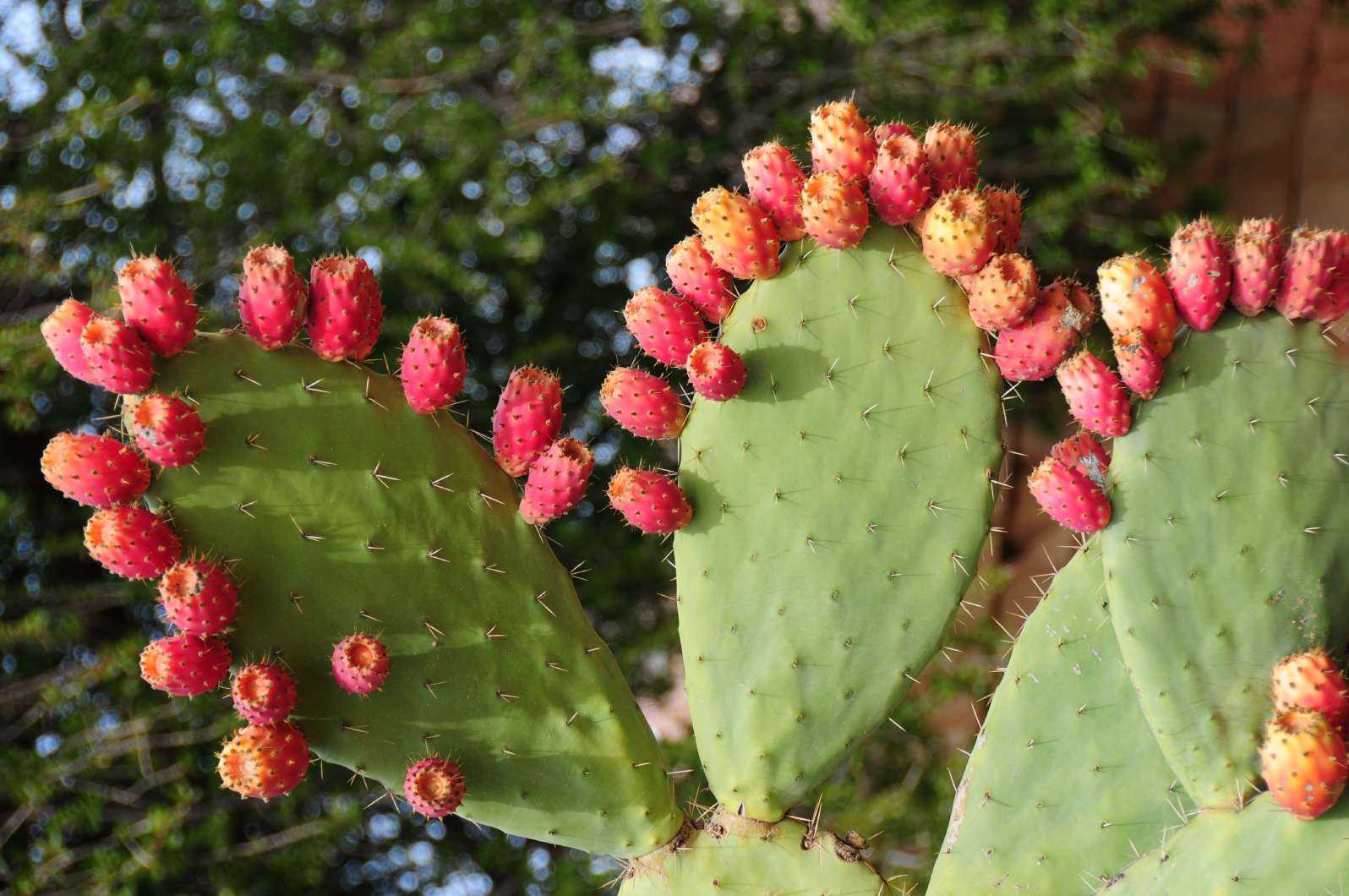 Опунция индийская (opuntia ficus-indica): как выращивать кактус