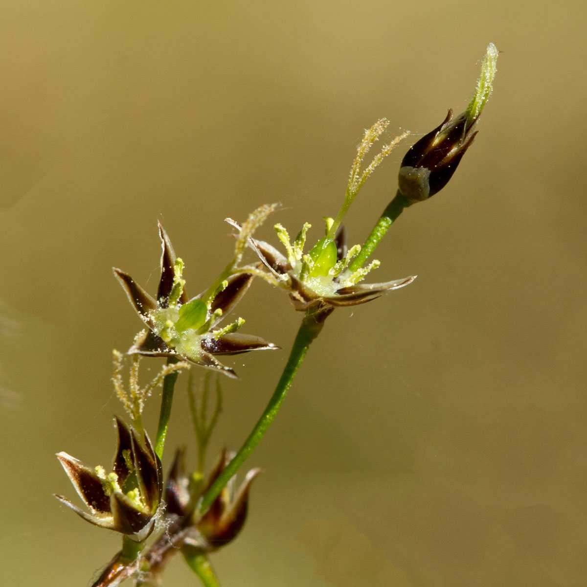 Ожика волосистая - luzula pilosa - описание таксона - плантариум