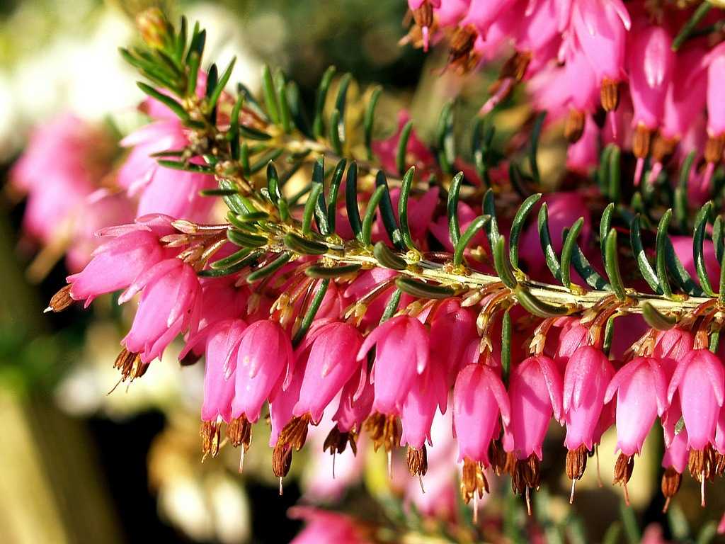 Эрика (erica) вереск, растение, цветы. фото. уход, выращивание, сорта