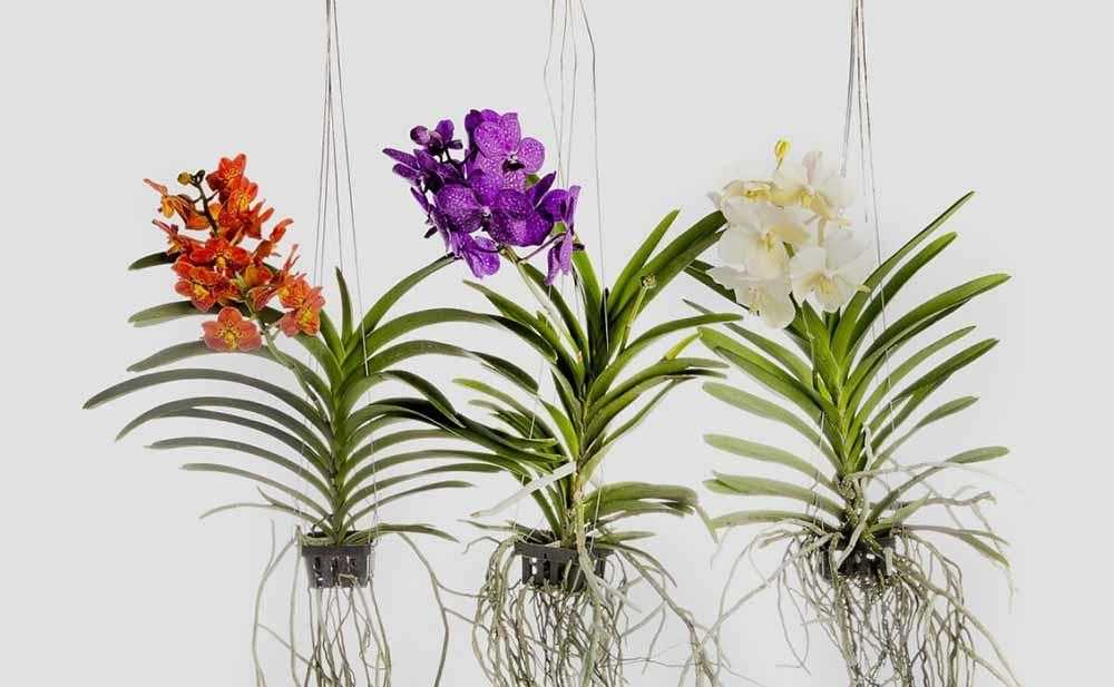 Орхидея ванда: уход в домашних условиях, болезни.