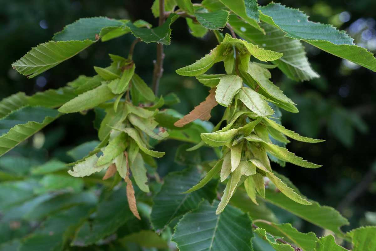 Листопадное дерево граб: описание и условия для выращивания