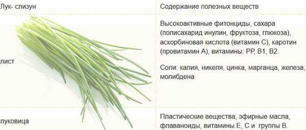 Лук-слизун: выращивание и уход, полезные свойства, фото
