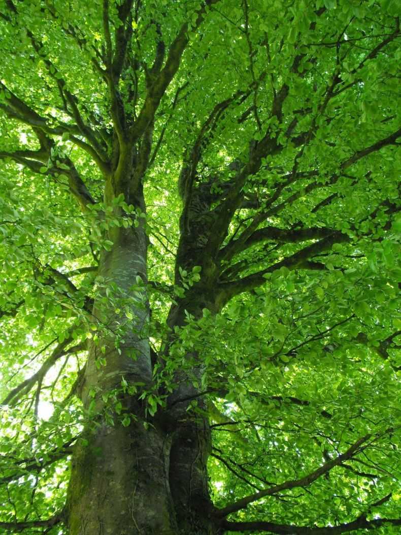 Лесной бук: описание, древесина бука применение