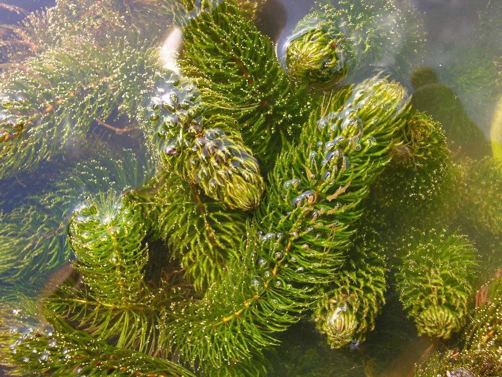 Растения для пруда на даче (37 фото): грунт водоемов, водные, околоводные, плавают по поверхности, речные, оформление
