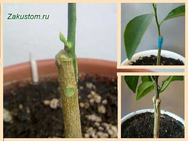 Как вырастить мандариновое дерево в домашних условиях