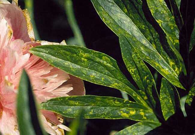 Болезни и вредители пионов – руководство по лечению растения