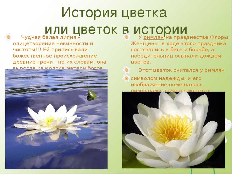 Кувшинка: виды, сорта, уход и выращивание | wikibotanika.ru