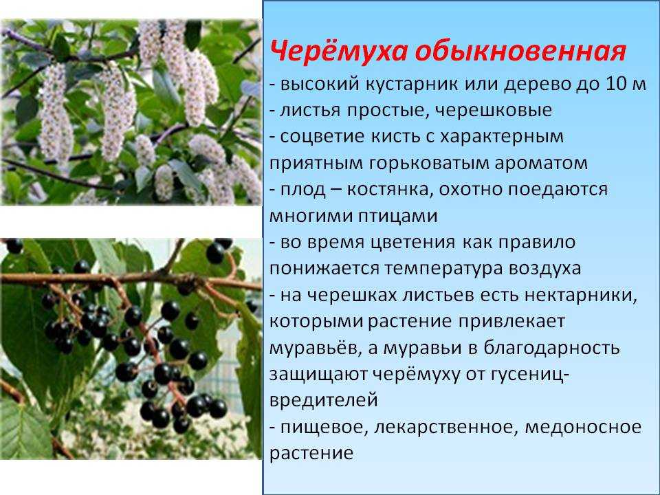 Черёмуха обыкновенная - padus avium | russianpermaculture.ru