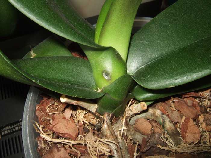 Вредители орхидеи фаленопсис: фото, описание и способы лечения, в том числе щитовка, мучнистый червец и тля, а также как обнаружить их на листьях?