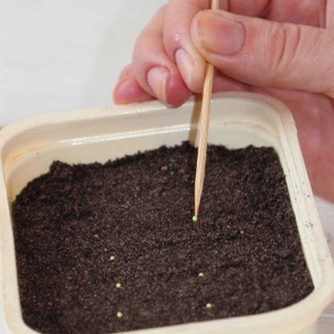 Эустома (лизиантус): выращивание из семян, посадка и уход в домашних условиях