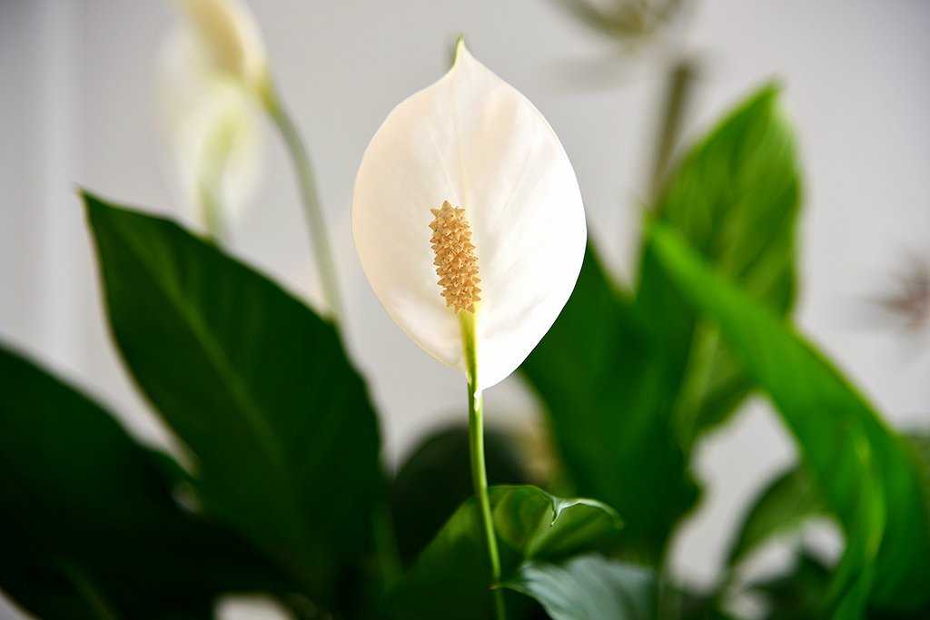 Спатифиллум: 5 причин держать цветок в своем доме