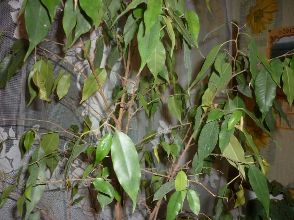 Болезни фикуса с фотографиями и их лечение: почему сбрасывает листья, они желтеют и скручиваются, почему не растет и что делать