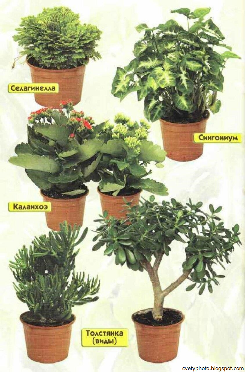 7 полезных ресурсов для любителей растений