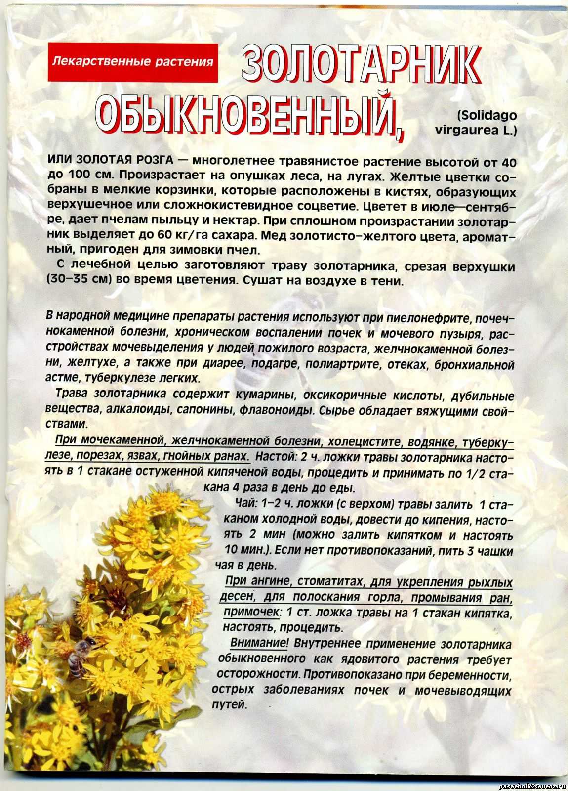 Золотая розга: лечебные свойства, применение, противопоказания - sadovnikam.ru
