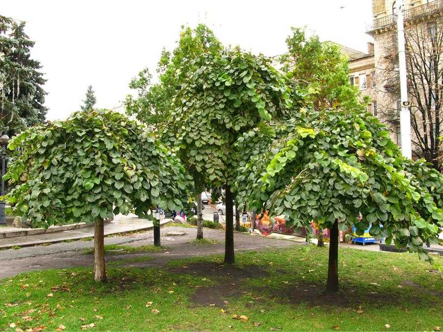 Названия распространенных лиственных деревьев и интересные факты про них