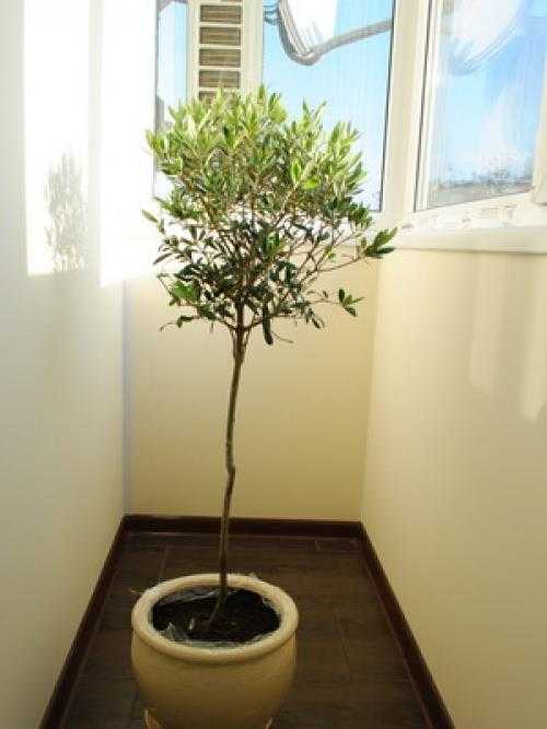 Как ухаживать за оливковым деревом в домашних условиях? – уход за растениями