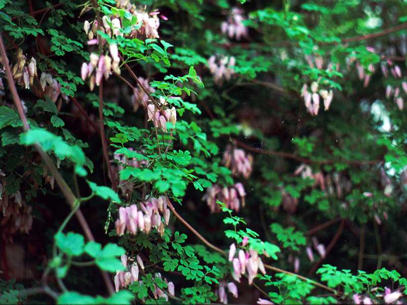 Адлумия губчатая (adlumia fungosa) — описание, выращивание, фото