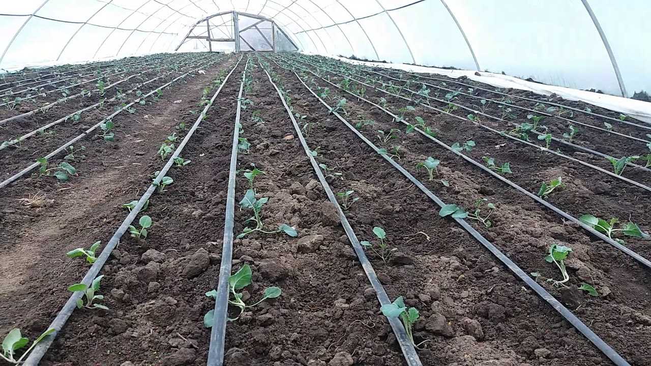 О чем нужно знать выращивая капусту, основные правила