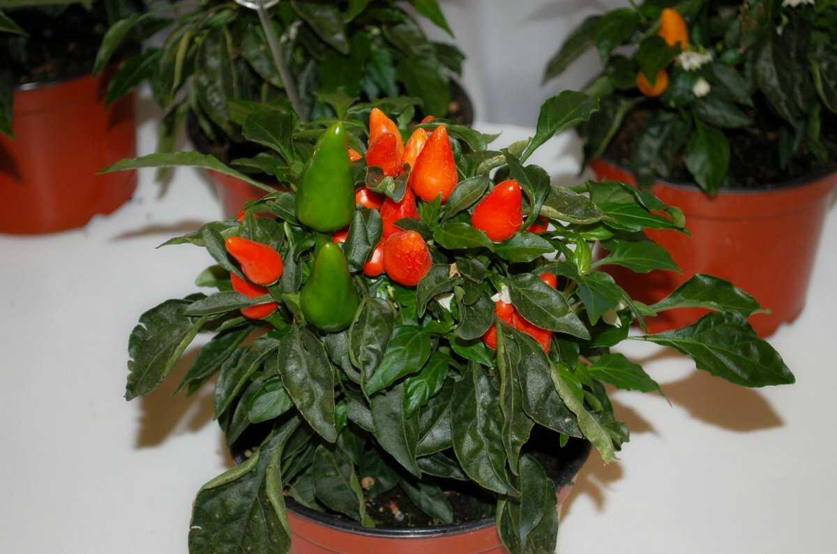 Декоративный перец: выращивание очаровательного растения в домашних условиях (видео + 120 фото)