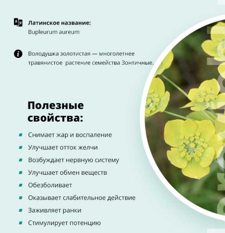 Володушка золотистая: выращивание, лечебные свойства и противопоказания, фото
