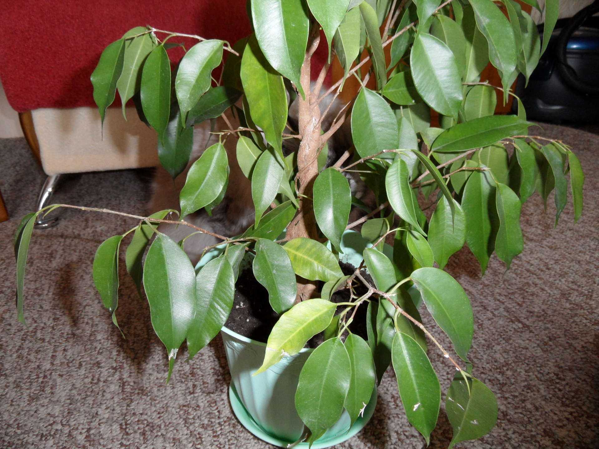 Размножение фикуса листом в домашних условиях - правила среза и методы укоренения черенков, уход за растением