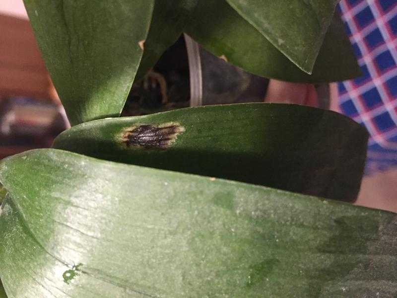 Болезни и вредители орхидей фаленопсис с фото и способы лечения