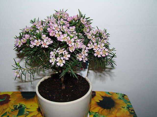 Хамелациум - как ухаживать в домашних условиях? виды цветка с фото
