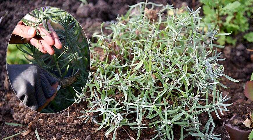 Бутень: полезные свойства, противопоказания и применение в народной медицине. уход и выращивание травянистого растения для открытого грунта