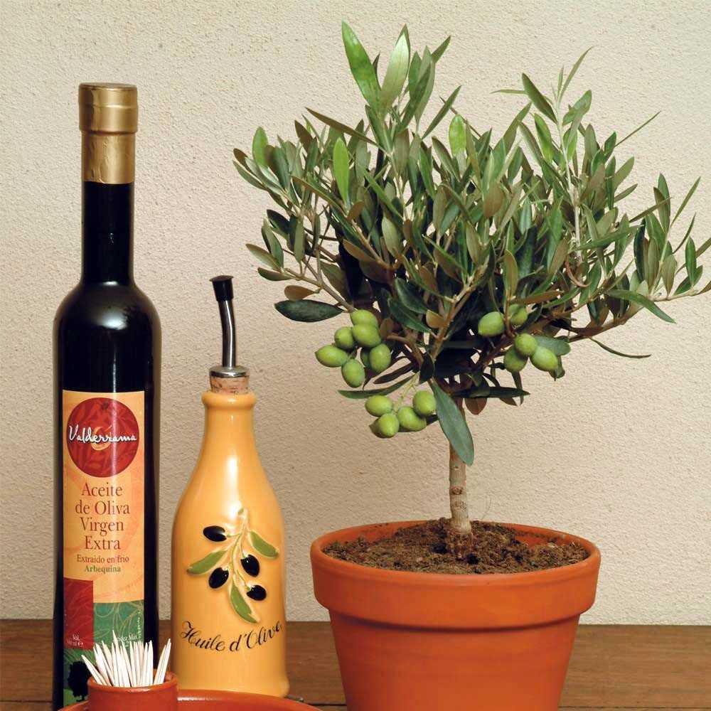 Оливковое дерево уход в домашних условиях сохнут молодые листья. как выглядит и как цветет вечнозеленое оливковое дерево в горшке (с фото) | зелёный сад
