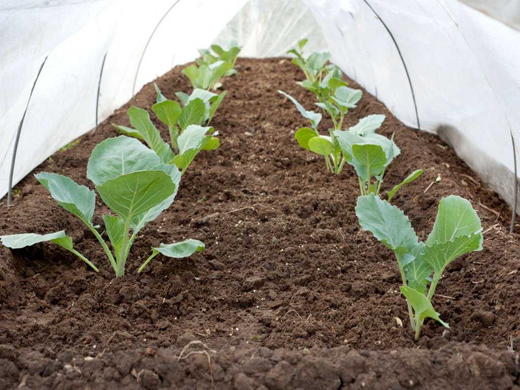 Выращивание капусты в открытом грунте. уход и агротехника.