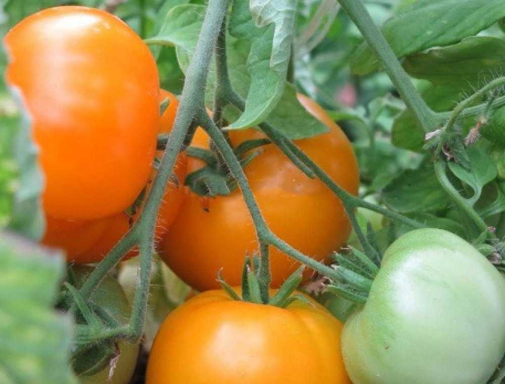 Ультраранние помидоры, лучшие сорта ранних томатов для посадки