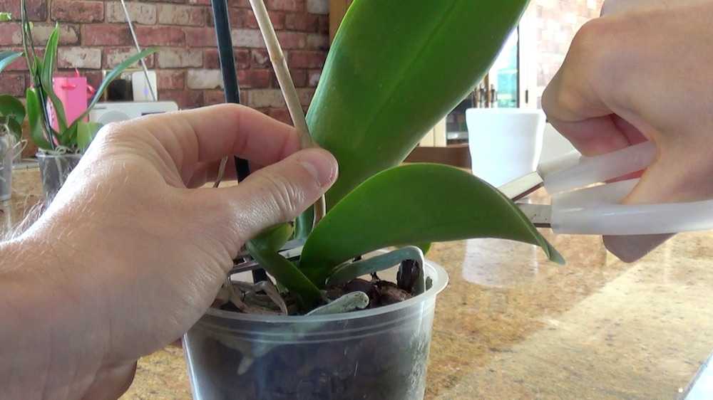 Что делать, если загнила орхидея (сердцевина, основание, ствол или шейка) и почему это произошло, а также чем обработать и как начать лечить от серой гнили: фото и видео от специалистов
