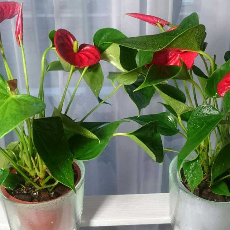 Антуриум: уход в домашних условиях за красивоцветущим тропическим экземпляром