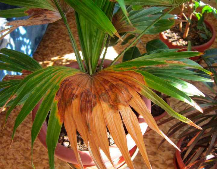 Домашние красавицы: сажаем и выращиваем пальмы