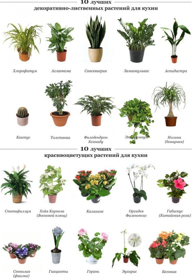 Вьющиеся (ампельные) комнатные растения: фото и названия