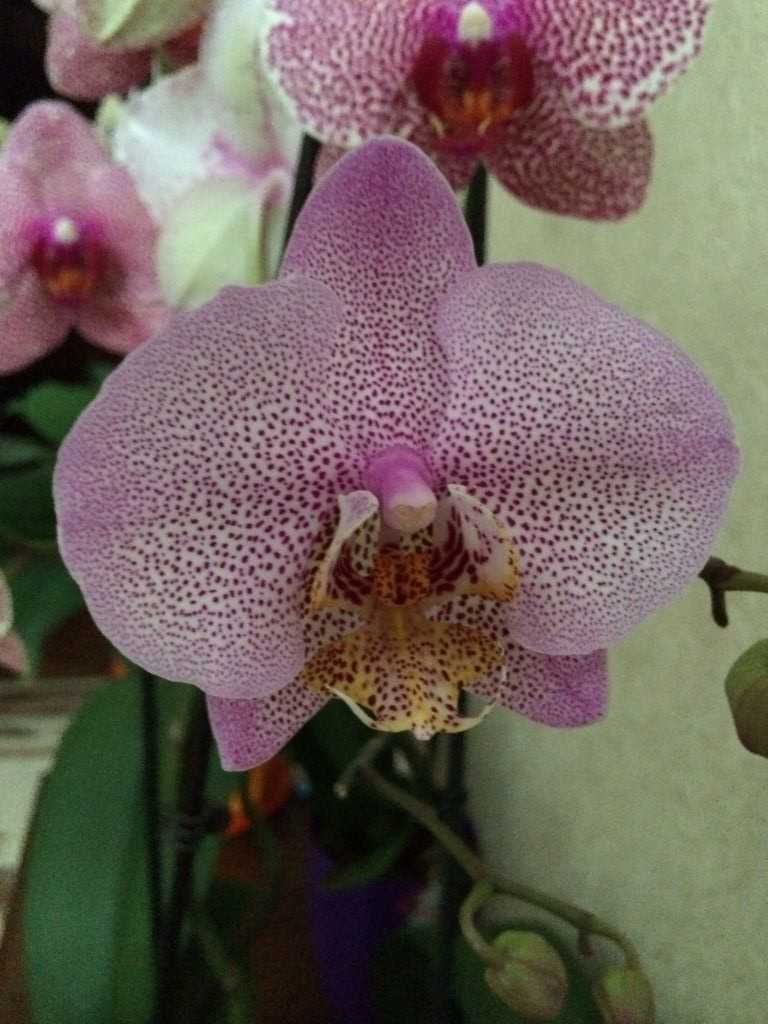 Цвета орхидей фаленопсис сортовых и гибридов