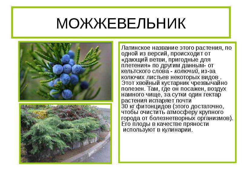 Можжевельник скальный: описание растений, лучшие сорта фото, советы и рекомендации, как посадить и вырастить можжевельник