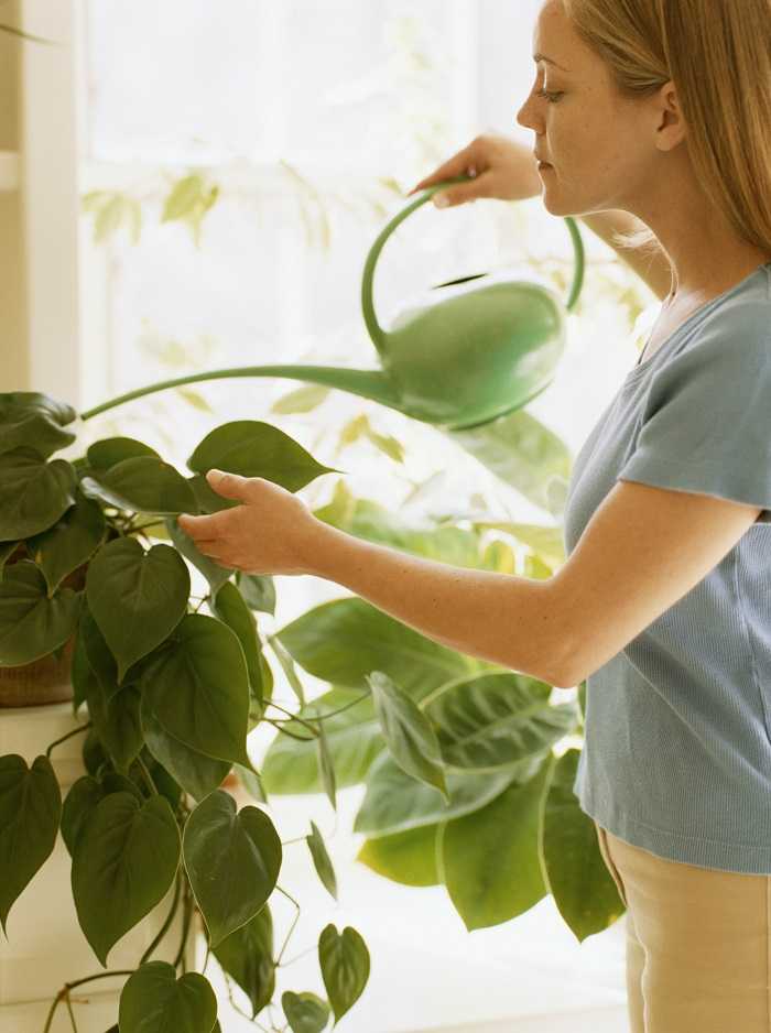 Стетсония, правила ухода за оригинальным кактусом в домашних условиях