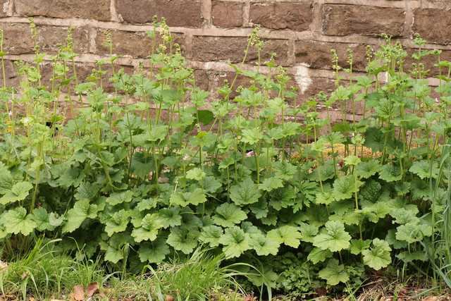 Травянистый многолетник теллима: характеристики растения и рекомендации по выращиванию