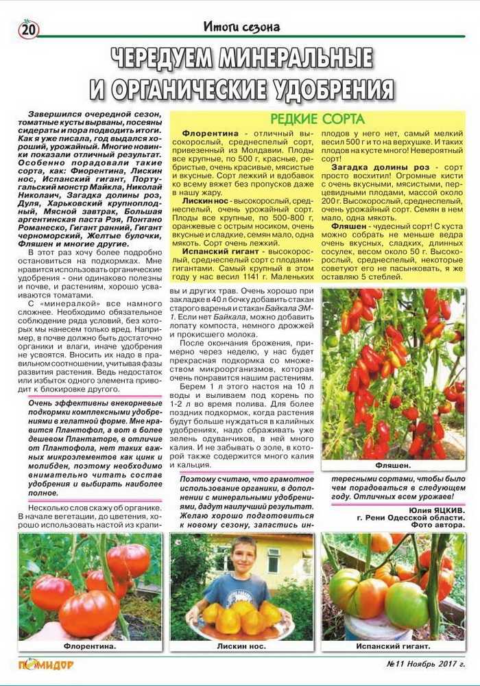 Как повысить урожайность помидор в теплице и открытом грунте | сад и огород