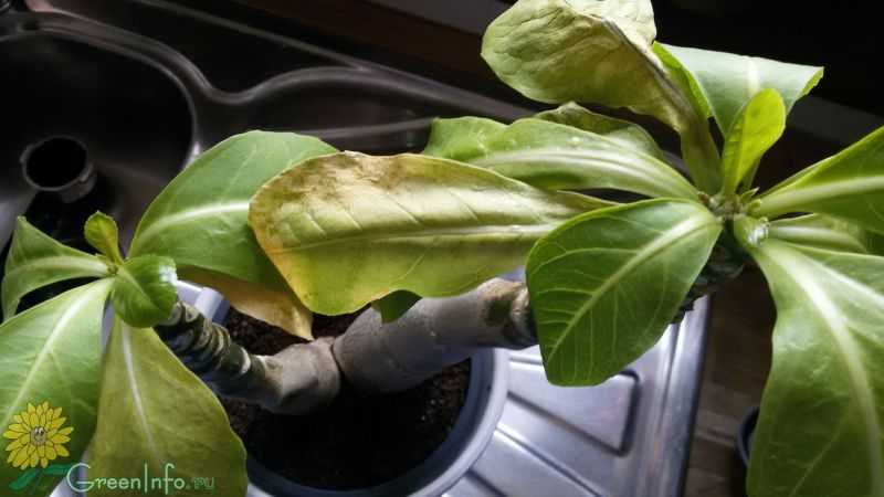 Бригамия – уход за растением в домашних условиях