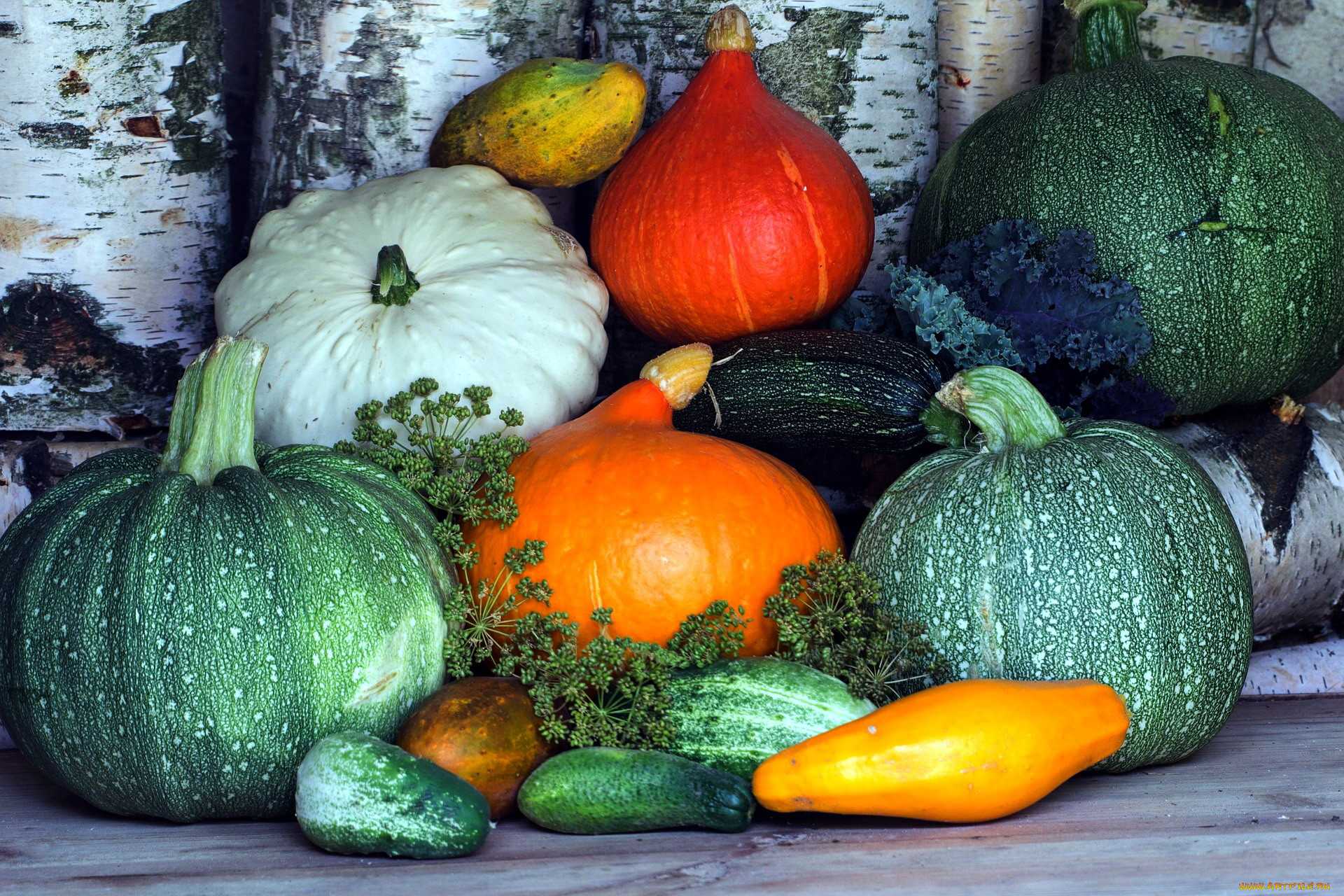 Овощные культуры семейства тыквенные. значение, распространение, биологические особенности овощных культур