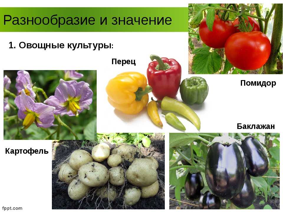 Овощные растения семейства пасленовые. значение, распространение, биологические особенности овощных культур