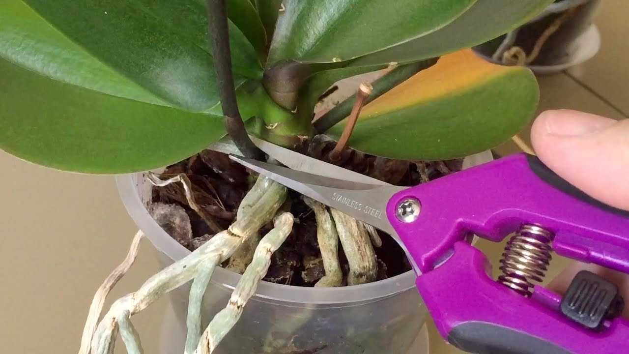 10 распространенных болезней орхидеи фаленопсис. как лечить?