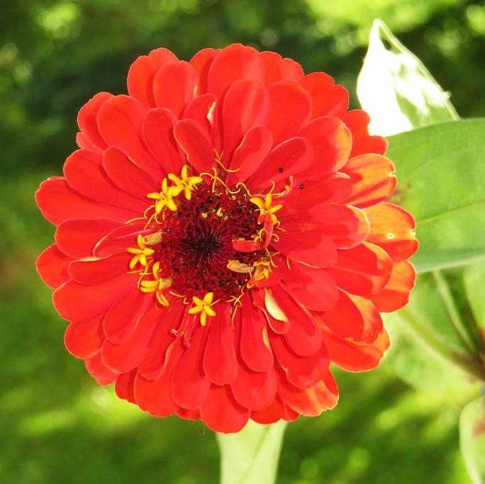 Выбираем эффектные виды и сорта цинии – аристократического цветка для вашего сада
