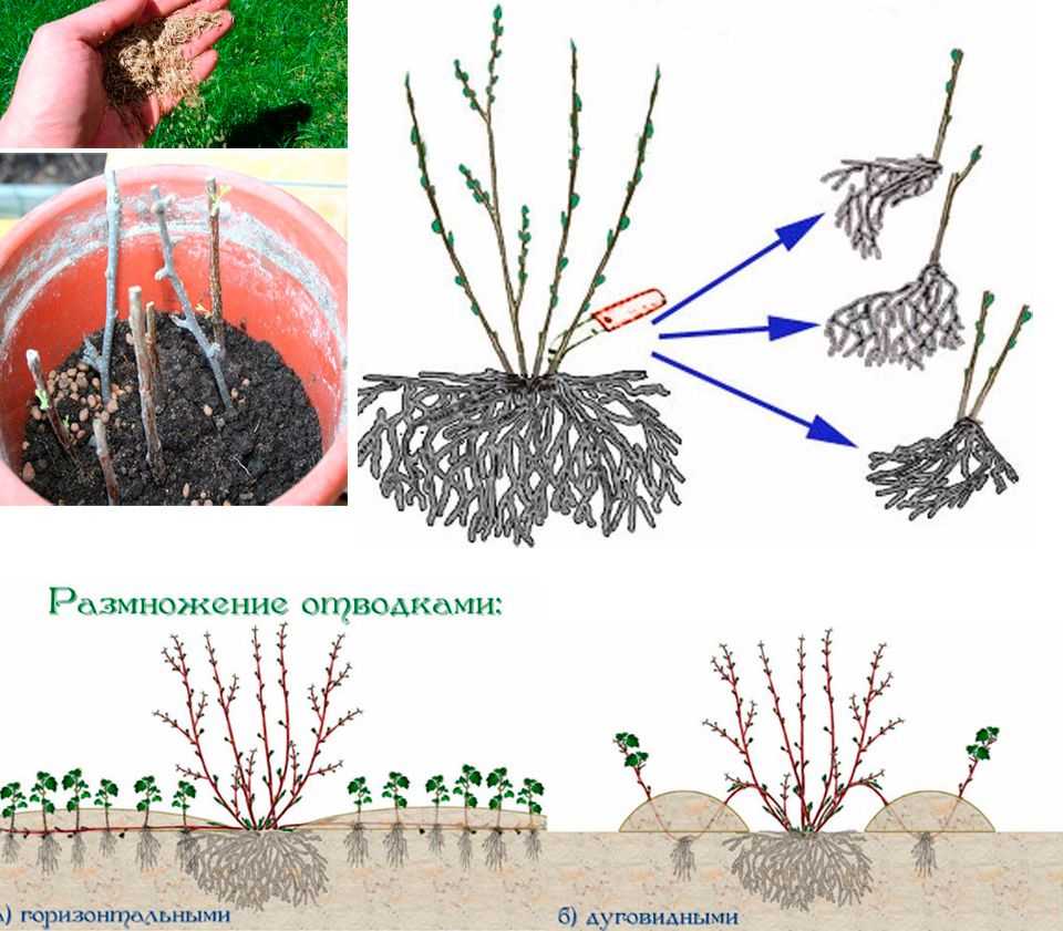 Комнатное растение кротон: посадка, размножение и уход