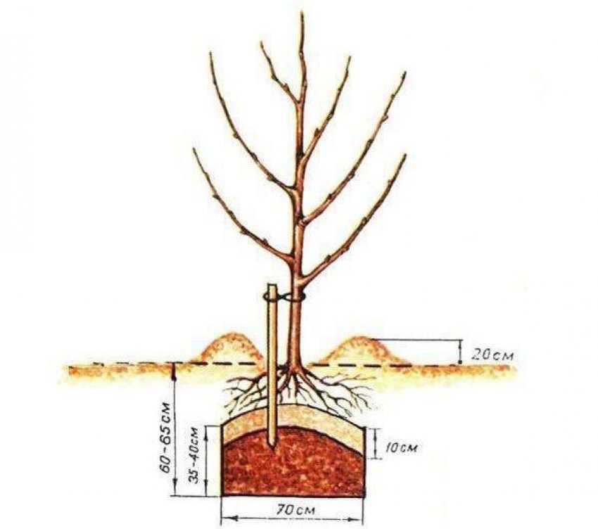 Глинистая почва на участке: что посадить и как улучшить